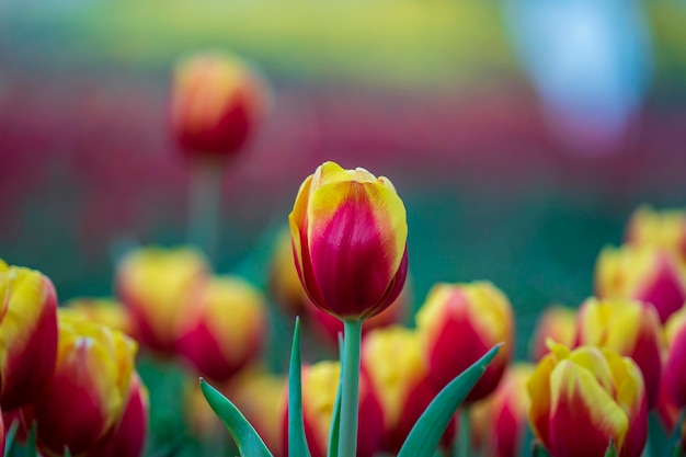 Hermoso colorido fondo de tulipanes rojos y amarillos Campo de flores de primavera Cama de flores tulipanes en Danang Vietnam cerrar