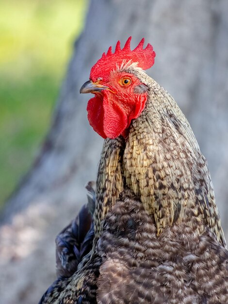 Hermoso colorido gallo de cerca en tiempo soleado