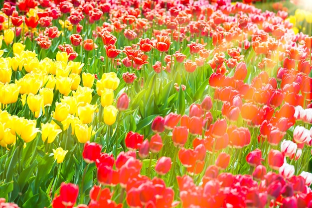 Hermoso colorido parterre de tulipanes en el parque