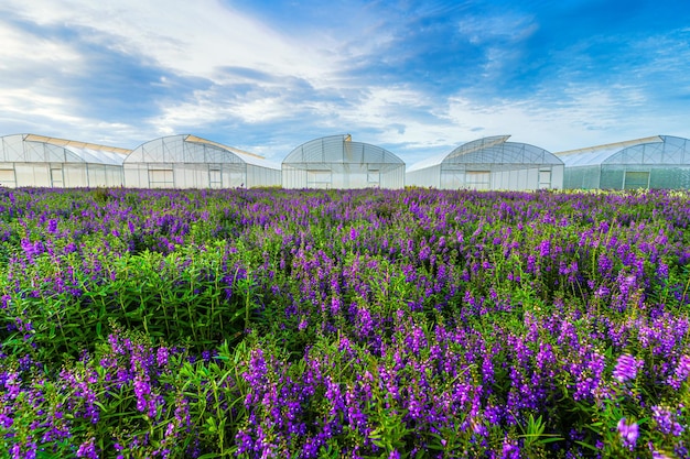 Hermoso colorido púrpura y blanco Angelonia Serena flor angustifolia flores patrón granja que florece en la atmósfera de aire del jardín cielo azul brillante de fondo de la naturaleza en Kamphaeng Phet Tailandia