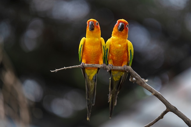 Hermoso colorido sol conure loro aves