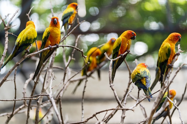 Foto hermoso colorido sol conure loro aves