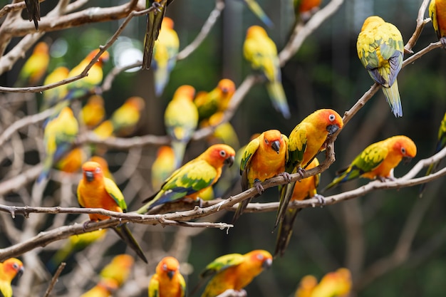 Hermoso colorido sol conure loro aves