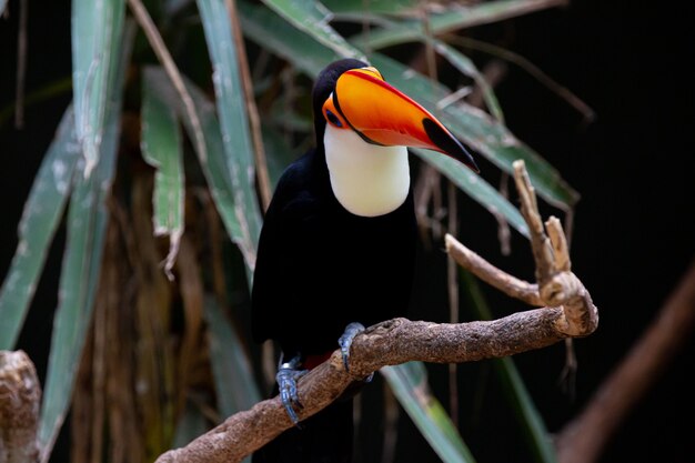 Hermoso colorido tucán toco en el árbol con pico amarillo en el Amazonas