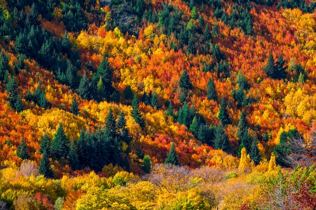 Hermoso colorido verde amarillo naranja y rojo otoño árboles bosque en la colina.