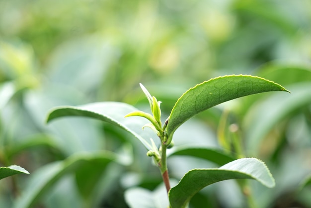 Hermoso concepto de diseño de escena de filas de jardín de cultivo de té verde para el producto de té fresco