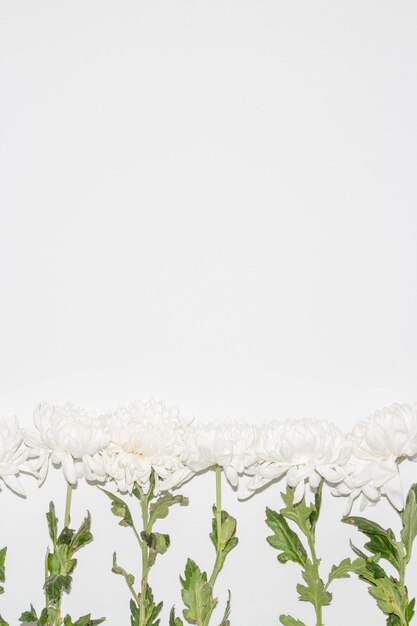 Hermoso concepto de flor Los crisantemos blancos en flor son arreglos sobre fondo blanco brillante