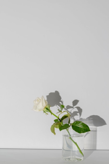 Hermoso concepto de flor Rosa floreciente blanca en jarrón con luz solar y sombra sobre fondo gris