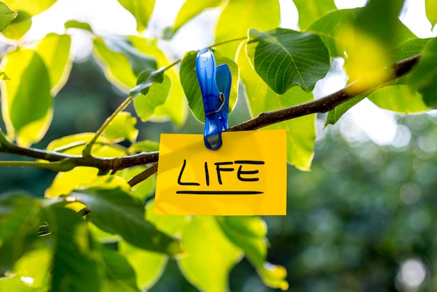 Hermoso concepto de vida vivaz papel amarillo con cartel de VIDA colgando de un árbol verde