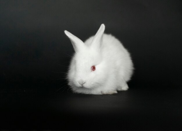 Un hermoso conejo blanco y esponjoso jugando en la hierba verde.