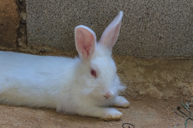 Hermoso conejo blanco esponjoso