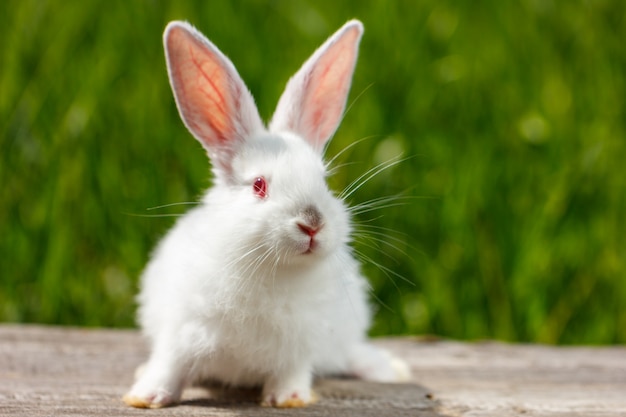 Hermoso conejo blanco lindo sobre fondo verde natural