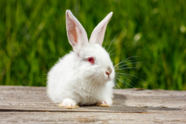 Hermoso conejo blanco lindo sobre fondo verde natural