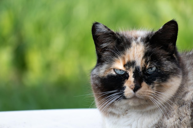 Hermoso coño calico con ojos azules mirando al sol con fondo de hierba