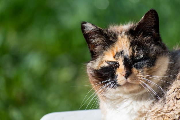 Hermoso coño calico con ojos azules mirando al sol con fondo de hierba