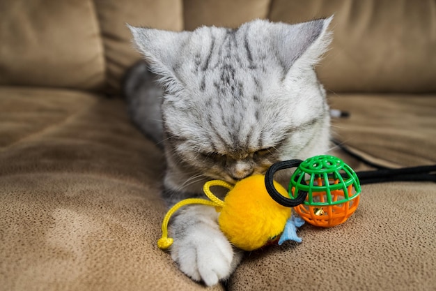 Hermoso coño jugando con juguetes en un sofá marrón