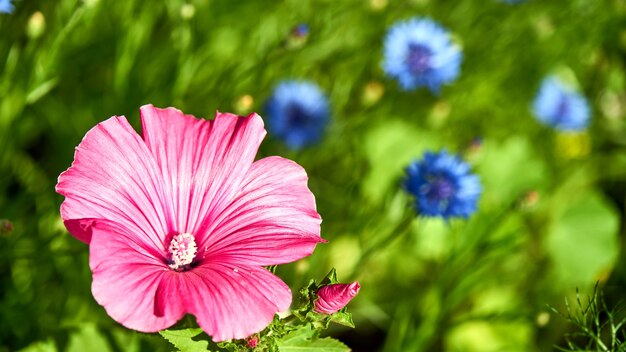 Hermoso convolvulus violeta que se puede utilizar como fondo