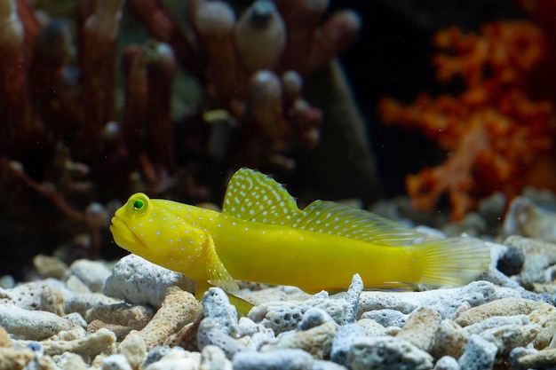 Hermoso coral amarillo gobby closeup Watchman Gobies peces closeup peces marinos