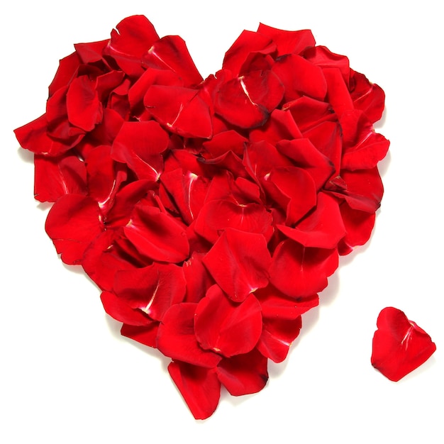 Hermoso corazón de pétalos de rosas rojas aislado en blanco