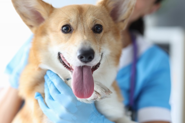 Hermoso corgi galés en el concepto de enfermedad de mascotas de cita veterinaria