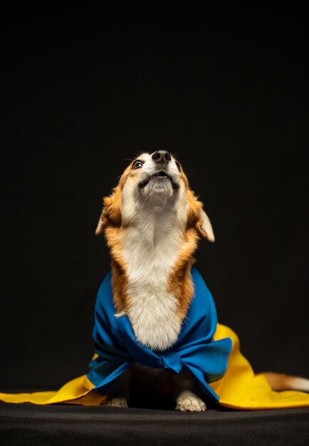 Hermoso corgi galés pembroke con bandera de Ucrania sobre fondo negro Perro patriótico ucraniano Protesta pacífica contra la guerra