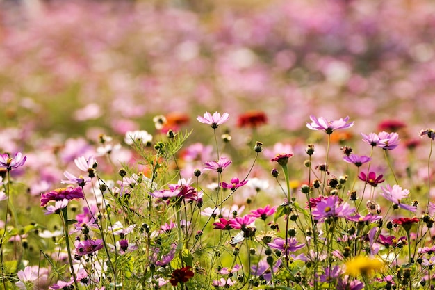 Foto el hermoso cosmos en el campo.