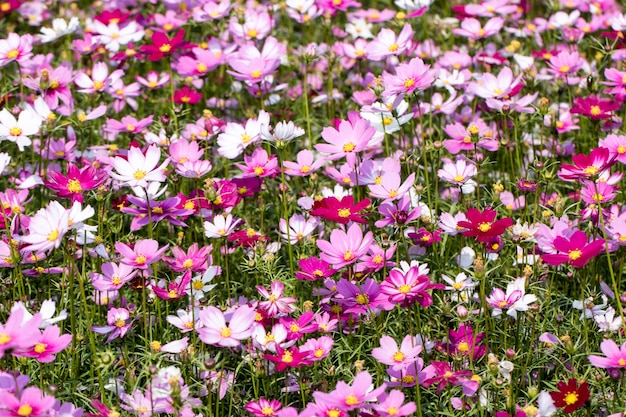 El hermoso cosmos en el campo.