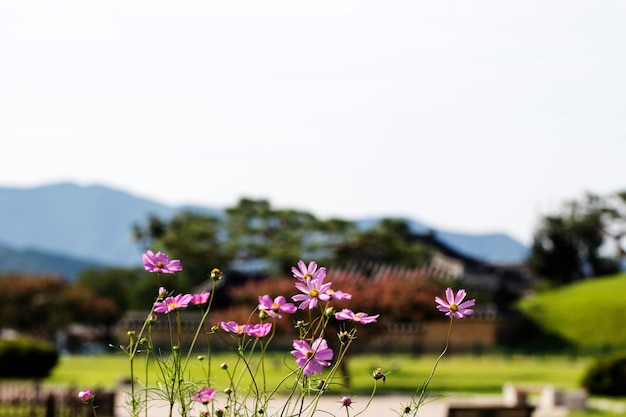 El hermoso cosmos en el campo.