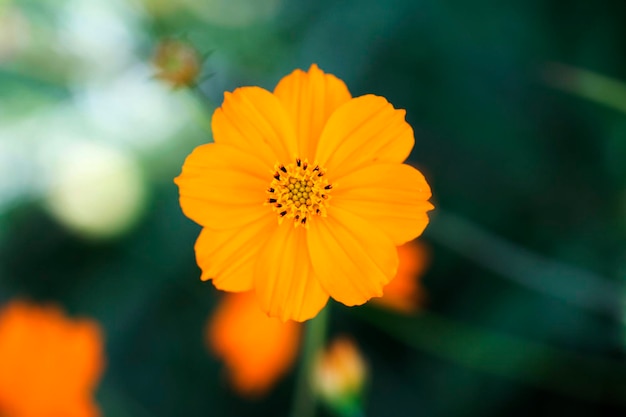 El hermoso cosmos en el campo.