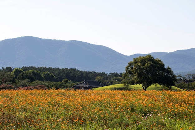 El hermoso cosmos en el campo.