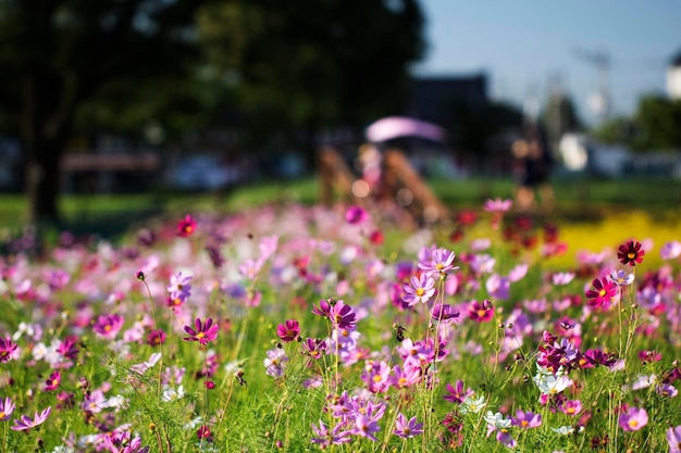 El hermoso cosmos en el campo.