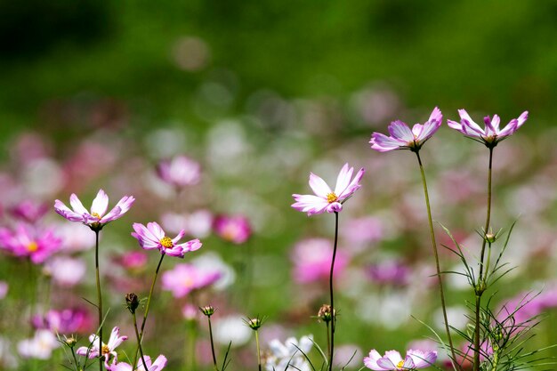 El hermoso cosmos en el campo.