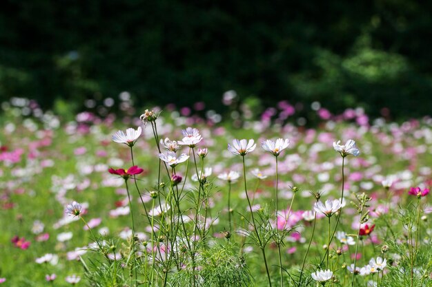 El hermoso cosmos en el campo.