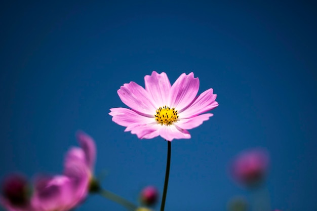 El hermoso cosmos en el campo.