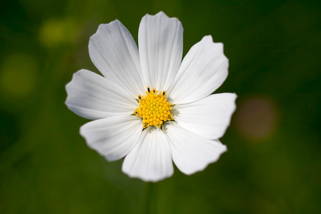 El hermoso cosmos en el campo.