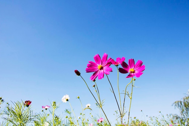 El hermoso cosmos en el campo.