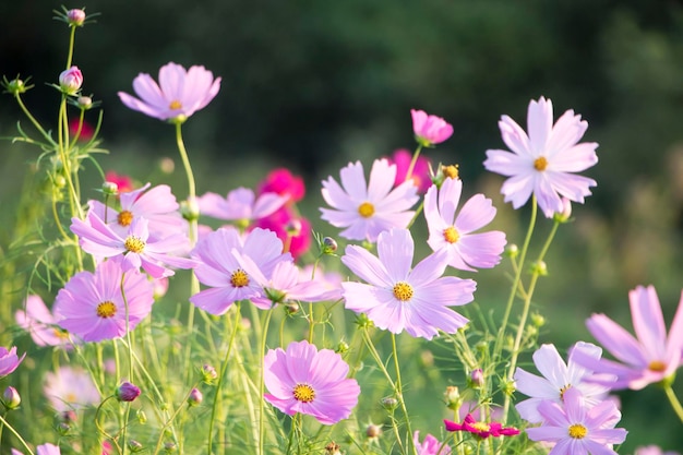 El hermoso cosmos en el campo.