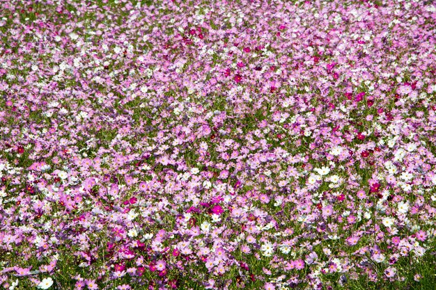 El hermoso cosmos en el campo.