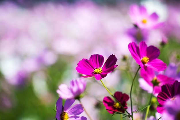 El hermoso cosmos en el campo.