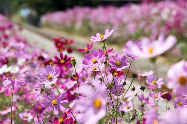 El hermoso cosmos en el campo.