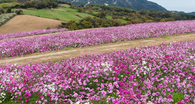 hermoso cosmos