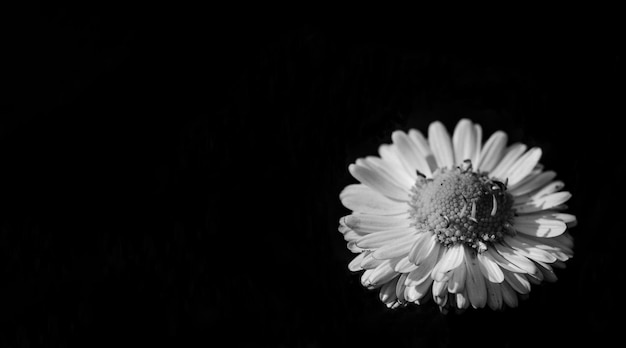 Hermoso crisantemo blanco sobre fondo negro Sola flor blanca caída sobre fondo negro