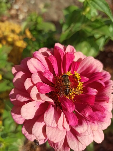 Foto un hermoso crisantemo rosa crece en el jardín