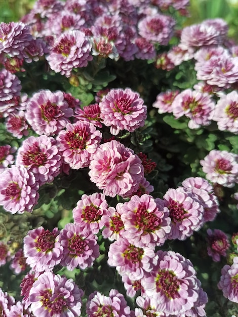 un hermoso crisantemo rosa crece en el jardín