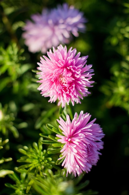 Hermoso crisantemo rosa a la luz del sol Macizo de flores con flores rosas de otoño