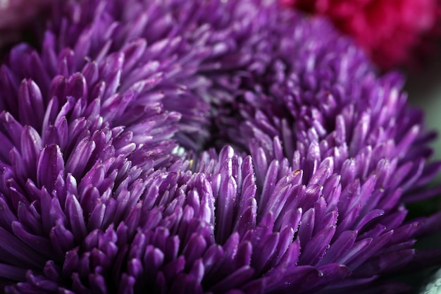 Hermoso crisantemo violeta
