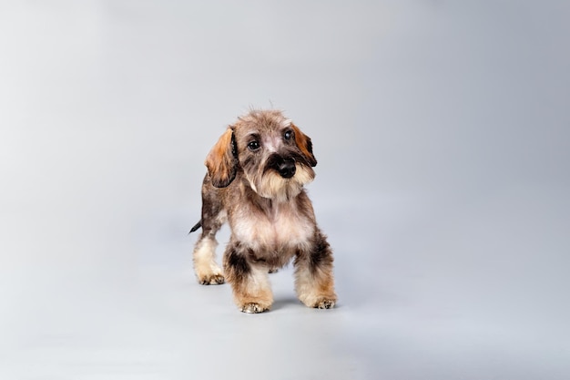 Un hermoso dachshund se para en silencio y observa lo que sucede