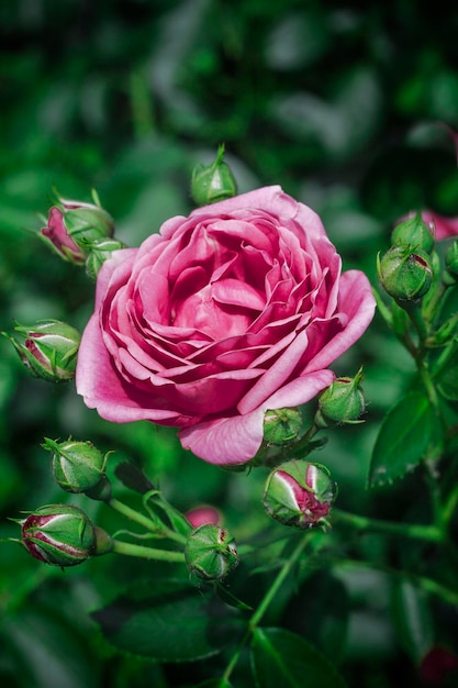 Hermoso y delicado primer plano de flores de primavera. flores rosas rosas.