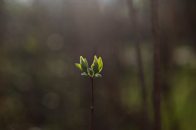 Hermoso detalle de brotes de hojas de primavera