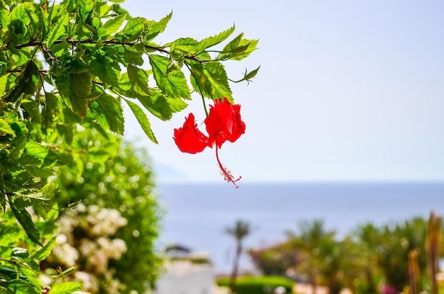 Hermoso día árabe en un hotel de Egipto Sharm elSheikh